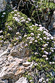 Monte Baldo (Trentino) - Vedovelle (Globularia cordifolia)